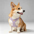 Luxury Dog Harness with Gold Trim (Lilac)