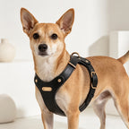 Luxury Dog Harness with Gold Finish (Black)