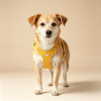 Pettorina per Cani Luxury con Finiture Dorate (Giallo)