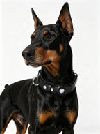 Leather and Fabric Collar with Integrated AirTag Holder (Black)