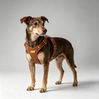 Pettorina per Cani Luxury con Finiture Dorate (Cuoio)
