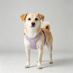 Luxury Dog Harness with Gold Trim (Lilac)