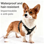 Luxury Dog Harness with Gold Finish (Black)