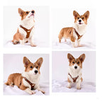 Pettorina per Cani Luxury con Finiture Dorate (Cuoio)