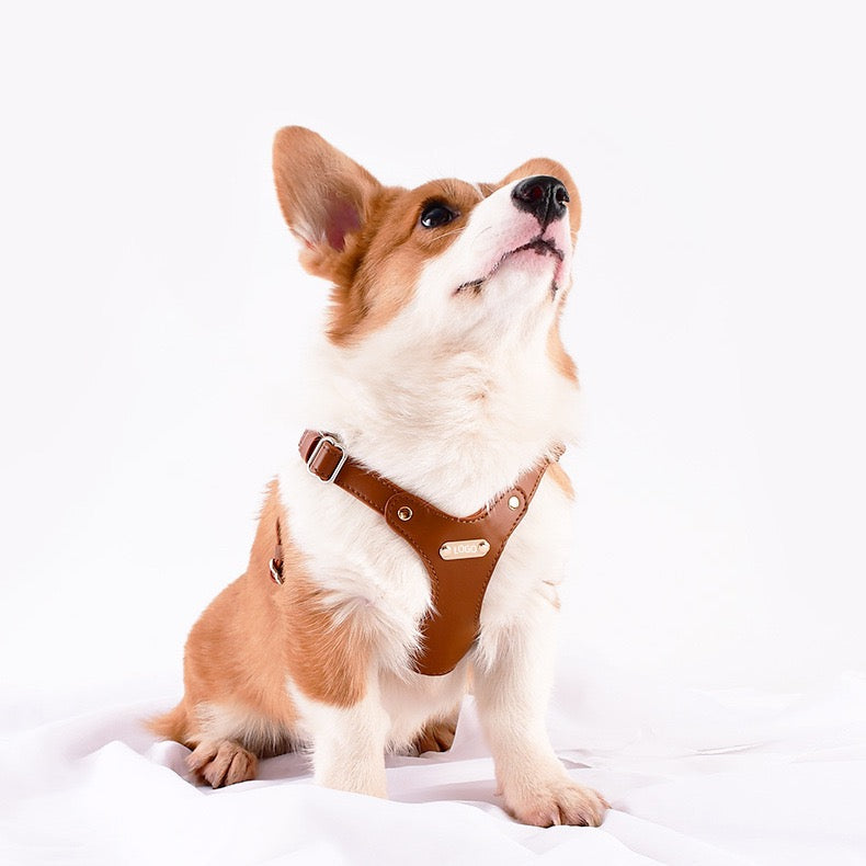 Pettorina per Cani Luxury con Finiture Dorate (Cuoio)