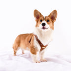 Pettorina per Cani Luxury con Finiture Dorate (Cuoio)