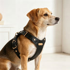 Luxury Dog Harness with Gold Finish (Black)